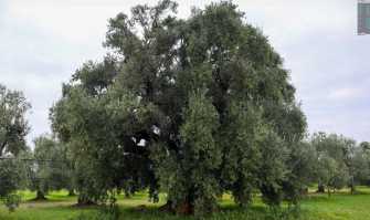 La "Pianta Madre": quell'ulivo millenario che ha dato origine alla pregiata Coratina